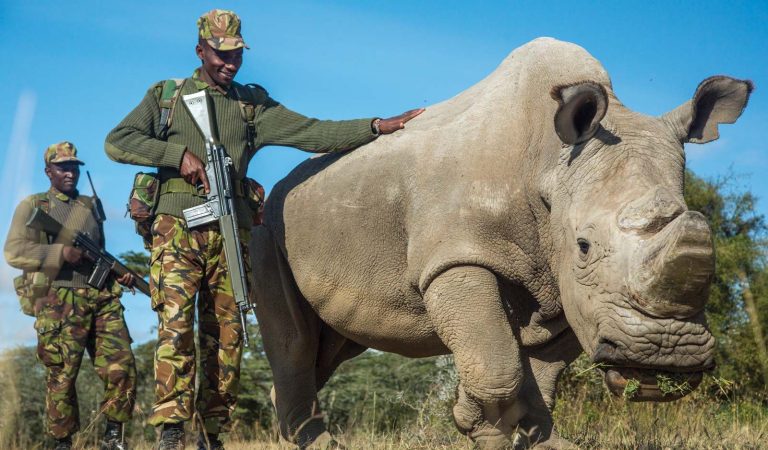 White Rhino Declared Extinct