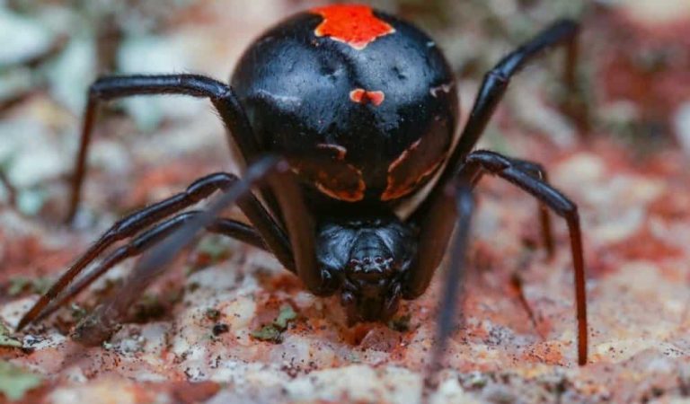 The World’s Most Dangerous Spiders – A Bite‑Sized Guide for the Curious (and Cautious)